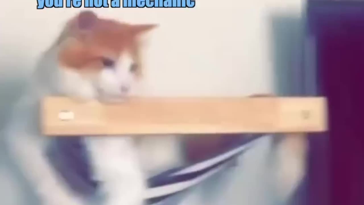 Mind blowing funny catπ
π