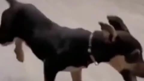funny little dancing dog