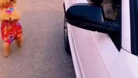 funny cats43