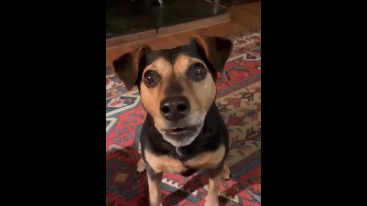 New Funny Animals 😂 Funniest Cats and Dogs Videos