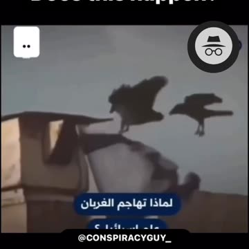 Birds vs Israel flag