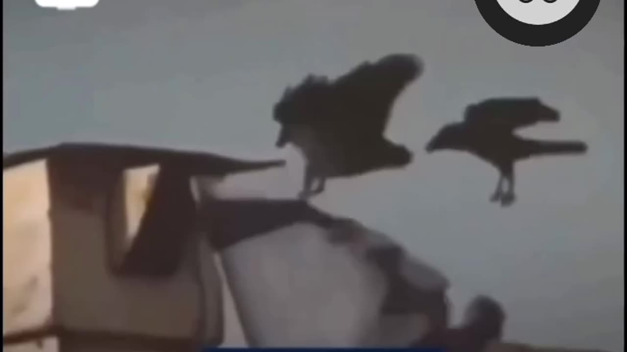 Birds vs Israel flag