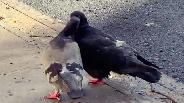 Feathered Friends