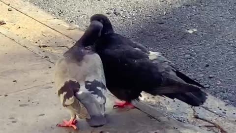 Feathered Friends