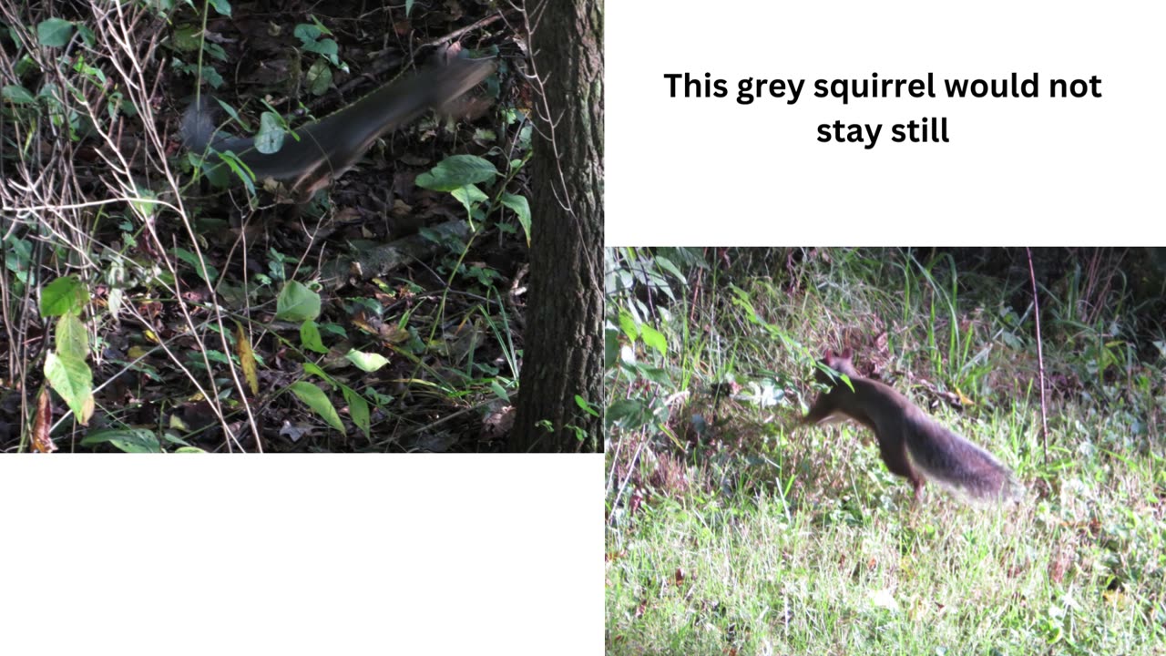 Plants and Animals from the Opening Day of Archery Season 2023