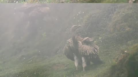 VULTURES are FRIENDLY to our ECOSYSTEM #foresttrails