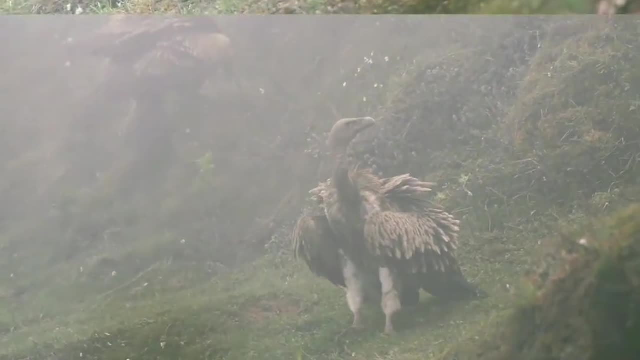 VULTURES are FRIENDLY to our ECOSYSTEM #foresttrails