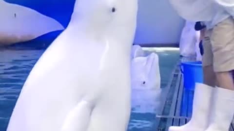 Cutest baby animal videos compilation