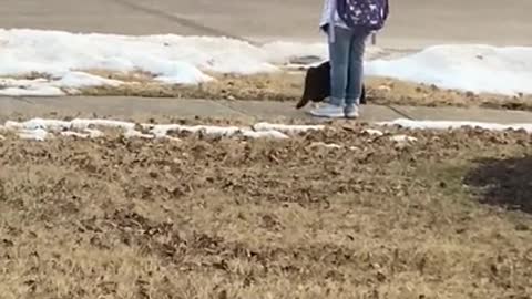 Craig the cat doing his school bus duties