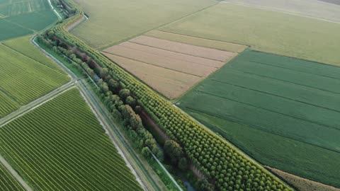 cultivation