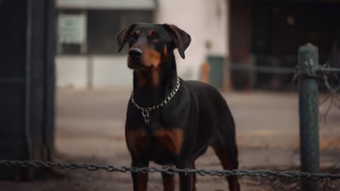 All About Doberman Pinschers: Facts, Myths, and Their Incredible Contributions