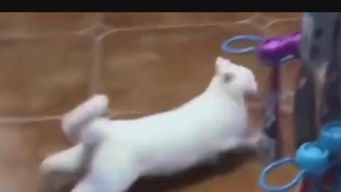laughing with cat