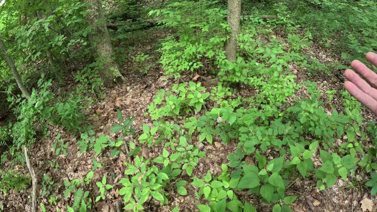 Episode 10 - Landscaping companies know almost nothing about growing things. :-/