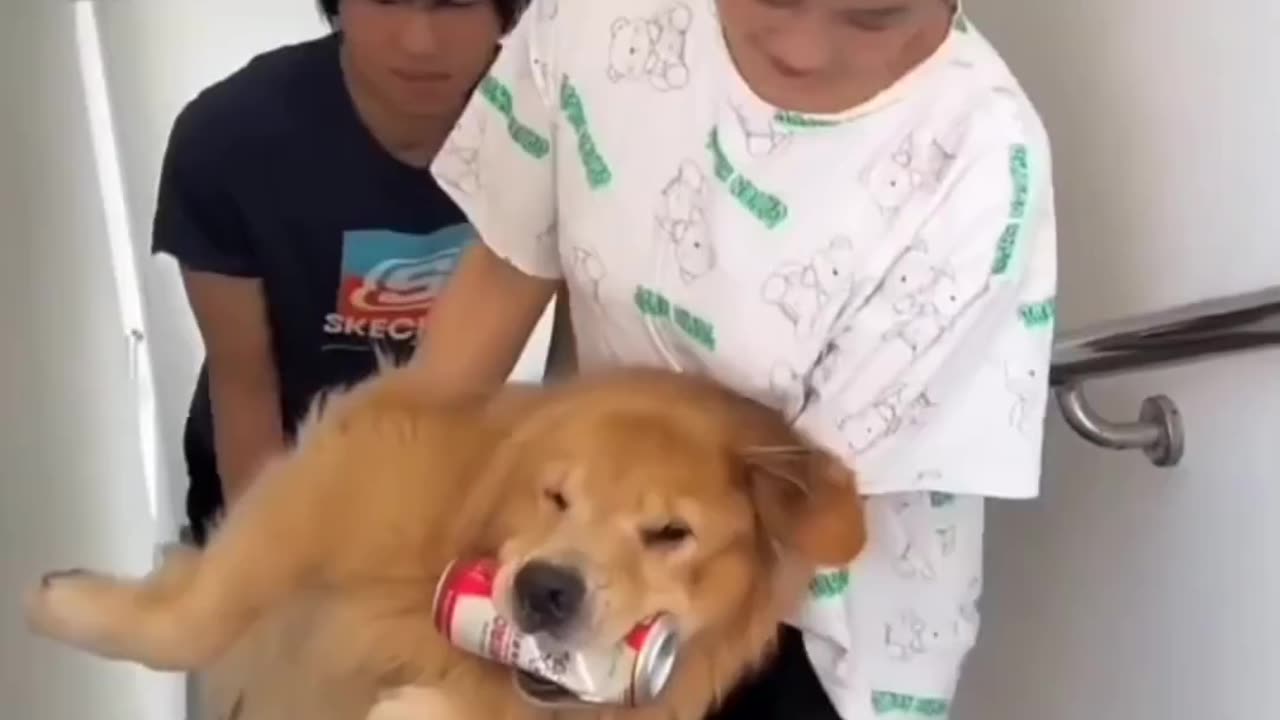Drunken dog full funny 🤣🤣🤣🤣