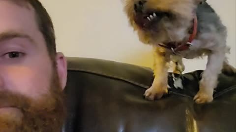 Dog Gives Weird Kisses