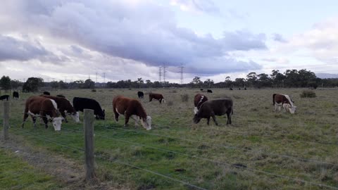 Lovely Australia cow animal pet