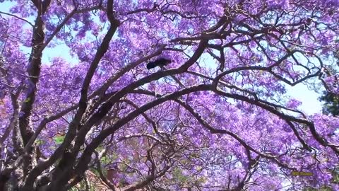 Jacaranda Season in Sydney Spring