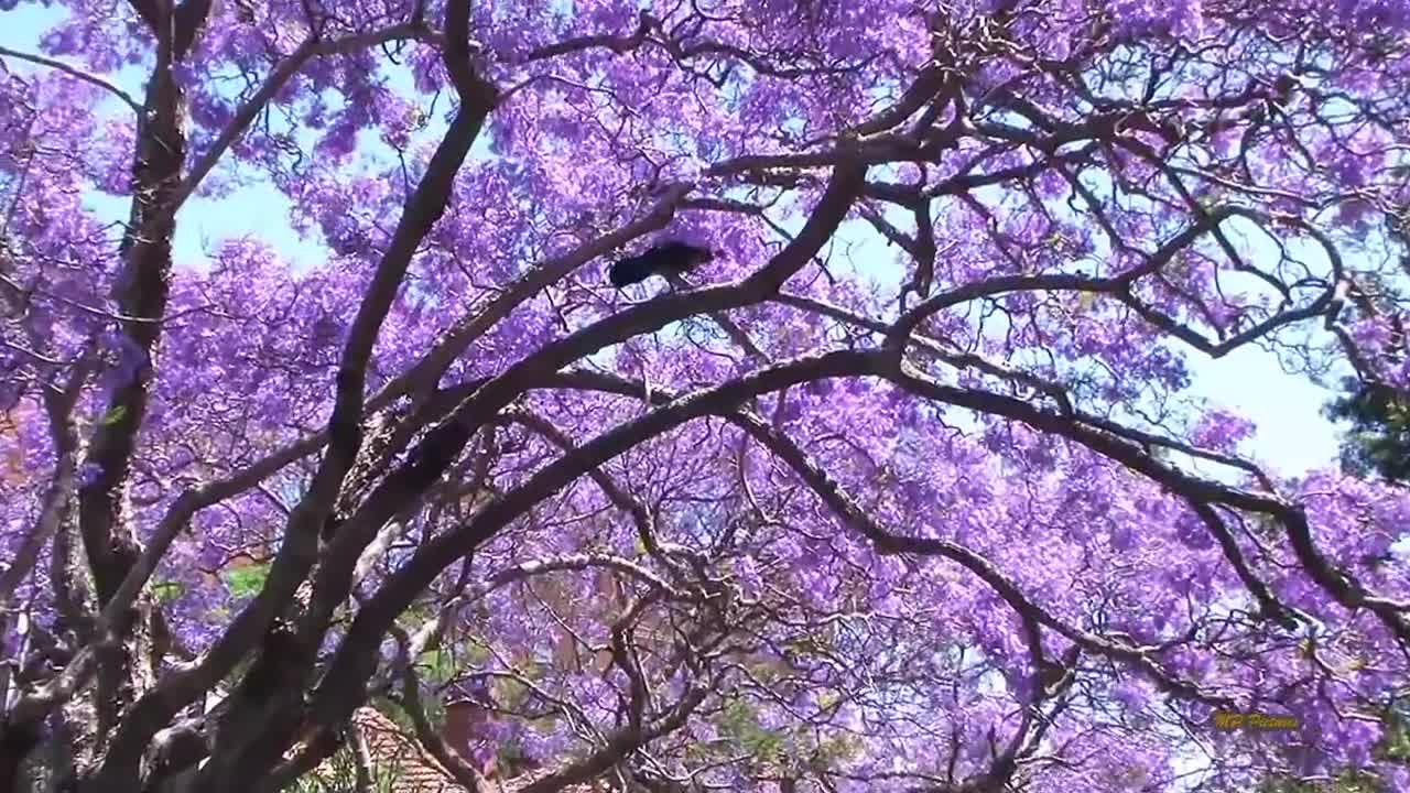 Jacaranda Season in Sydney Spring