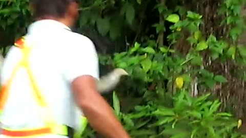 Three Toed Sloth Crosses the road