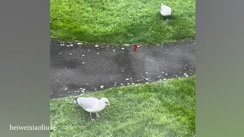 Funny and Obedient birds and animals