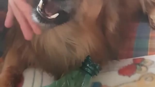 MY DOG🐶 is soo different - HE is Very angry