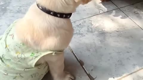 Cute_dog_pappy_training_video__%23_short...