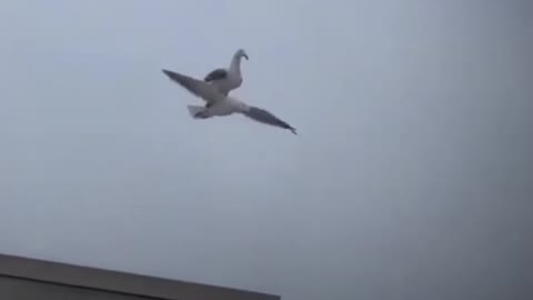 seagull on another seagulls back