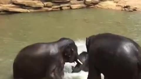 Elephants Joyfully Embrace Water Playtime"