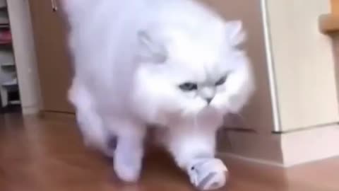Funny Dogs And Cats Videos 2023 😅👌