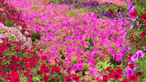 Dubai Miracle Garden Covers A Acre Of 72,000 Square Meters Making It The Largest Flower Garden In The World UAE