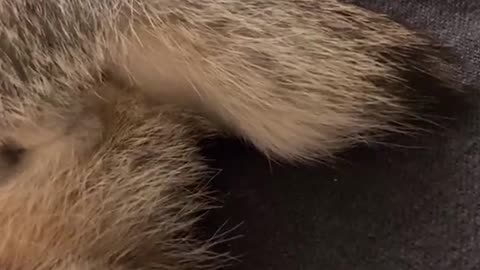 Adorable Cat