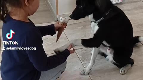 Cutest animal ever, best dog`s training 2023