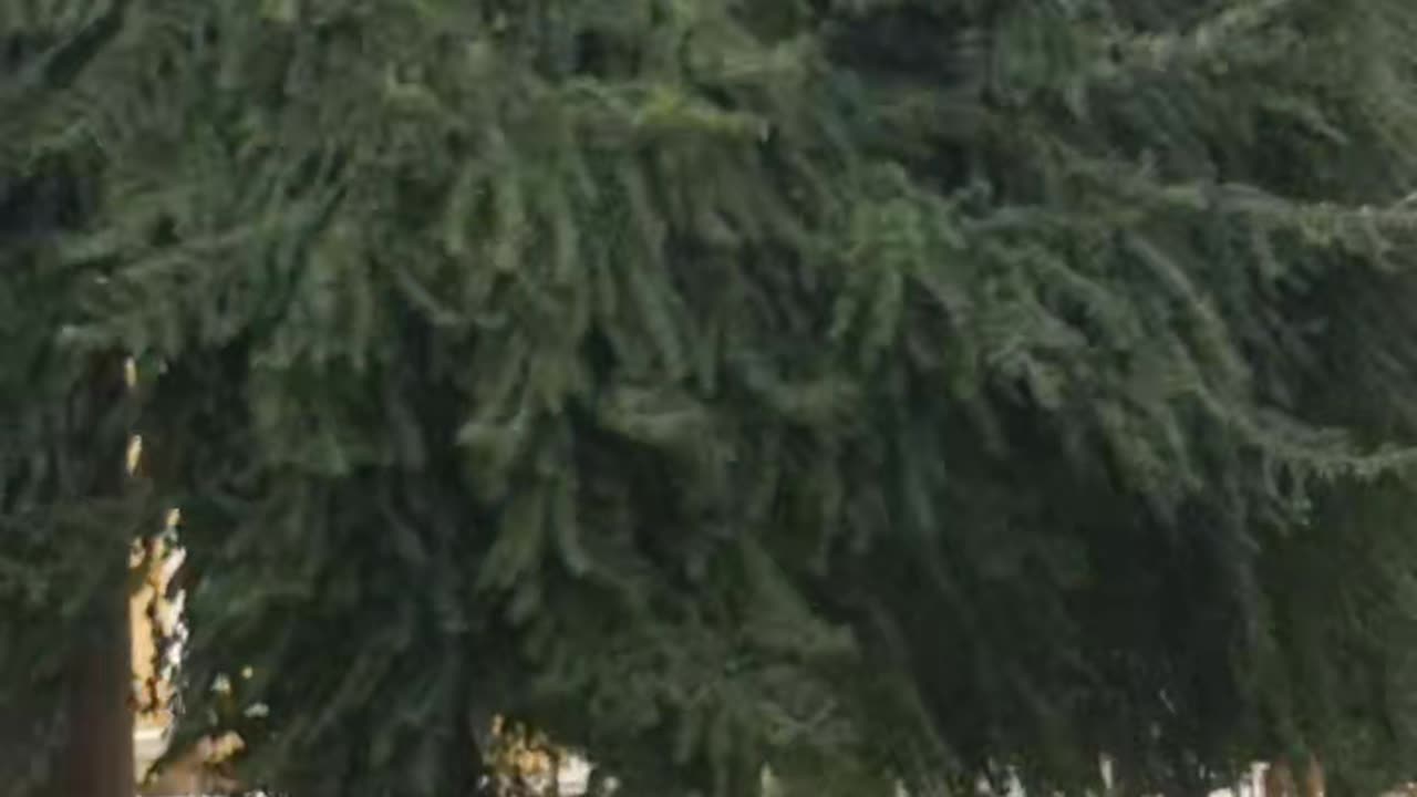 Tree #tree #nature #viral #trending #shorts #youtubeshorts