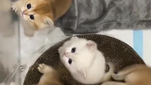 Many cats are playing together🐈🐈