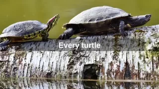 Vegans kill more stuff.