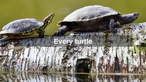 Vegans kill more stuff.