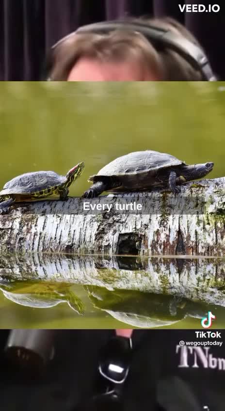 Vegans kill more stuff.