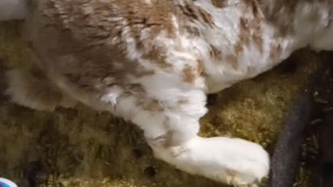 Randy keeps kicking my rabbits