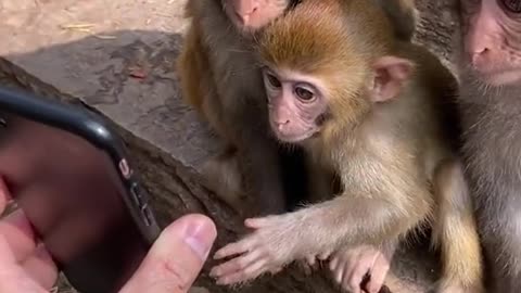 #monkey