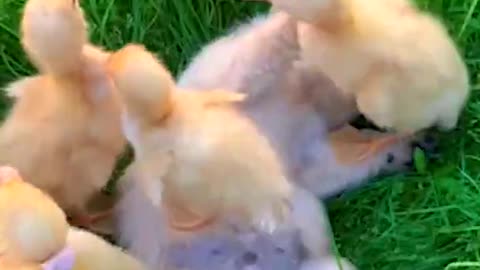 Cute Dog with duck video