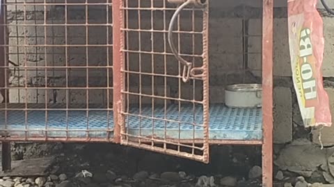 Clever Puppy Opens Kennel Door