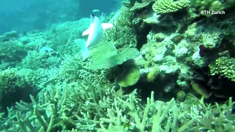 Robotic fish collects DNA samples in the ocean