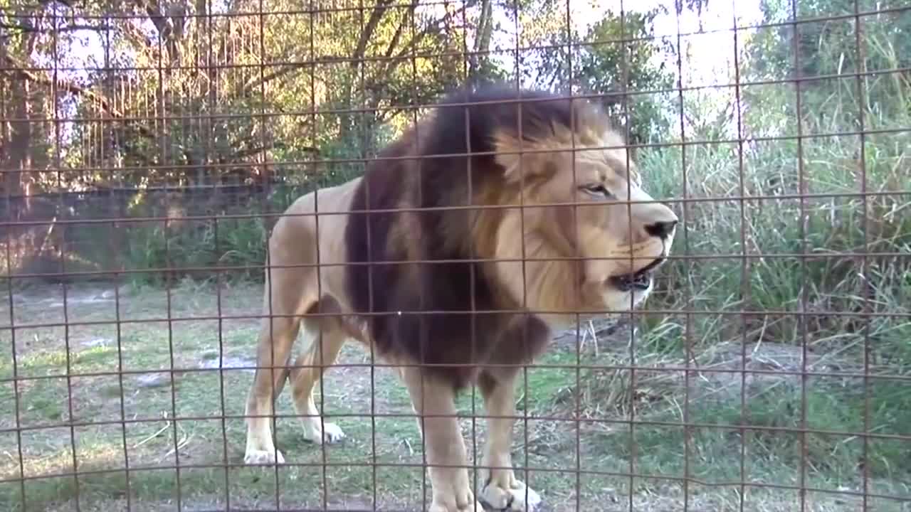 Big Cat Talk! - Roar, Purr, Meow