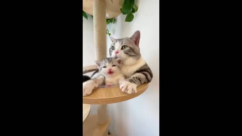 Animal funny video ||