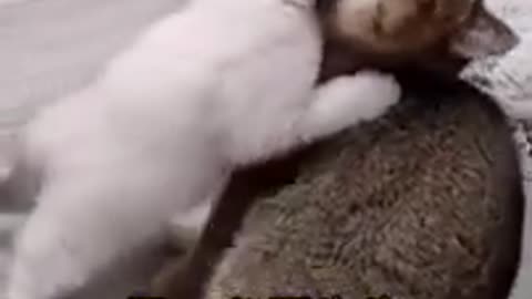 Funniest Cat and Dogs 😂 Funny Animal Videos!!
