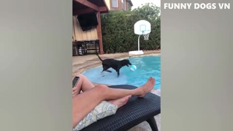 Try Not To Laugh Animals 2023