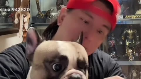 Frenchbulldog bite….. 😂✌️😅