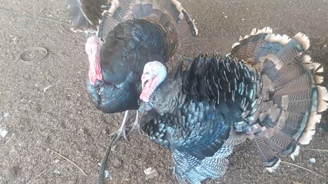 Turkeys Strutting