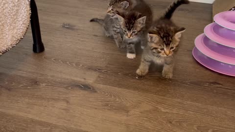 Ginger the Pitbull Is the Best Foster Mom to Kittens