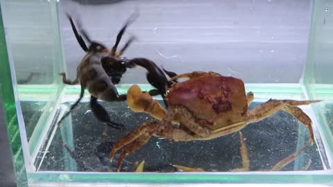 Crab vs Scorpion Underwater - Caranguejo vs Escorpião-8